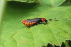 Silis ruficollis