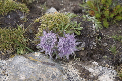 Saussurea simpsoniana