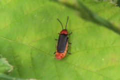 Silis ruficollis