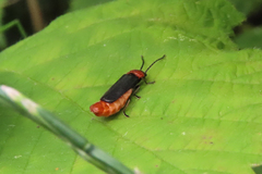 Silis ruficollis