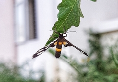 Amata sperbius