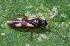 Globiceps flavomaculatus