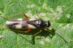 Globiceps flavomaculatus