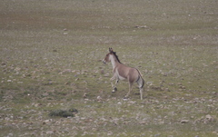 Equus kiang