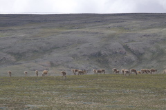 Pantholops hodgsonii