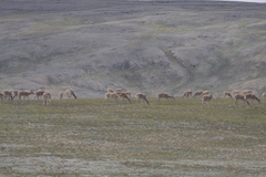 Pantholops hodgsonii