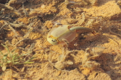 Triops australiensis