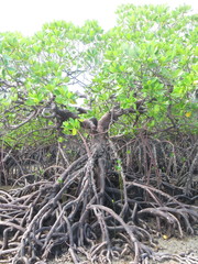 Rhizophora mucronata