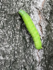 Orthosia incerta
