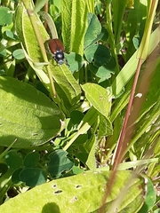 Phyllopertha horticola