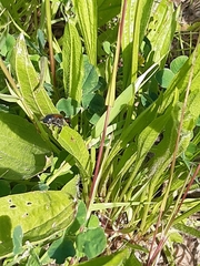 Phyllopertha horticola