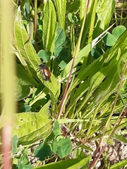 Phyllopertha horticola