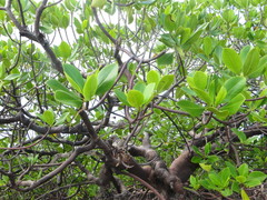 Rhizophora mucronata