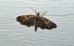 Eupithecia anticaria