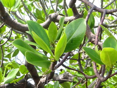 Rhizophora mucronata