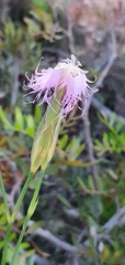Dianthus broteri