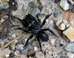 Sphodros niger