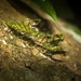 Nanomantidae - Photo (c) Nicholas John Fisher, μερικά δικαιώματα διατηρούνται (CC BY-NC), uploaded by Nicholas John Fisher