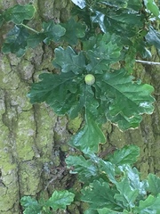Quercus robur