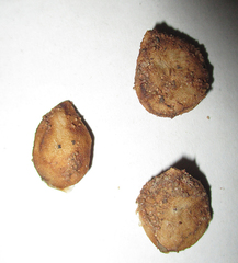 Strychnos cocculoides