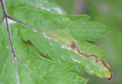 Phytomyza artemisivora