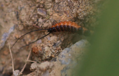 Drypta dentata