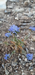 Jasione blepharodon