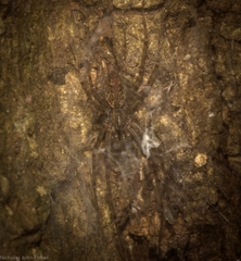 Stiphidion adornatum