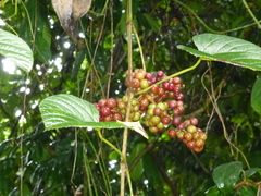Ampelocissus gracilipes