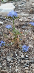 Jasione blepharodon
