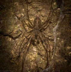 Stiphidion adornatum