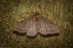 Panacela syntropha