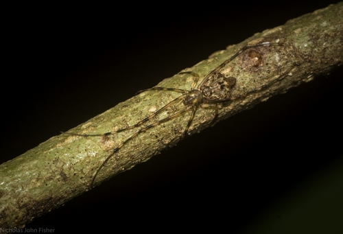 Moneta australis