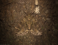 Polyclysta hypogrammata