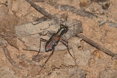 Prothyma schmidtgoebeli
