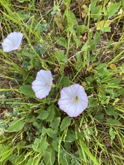Convolvulus arvensis