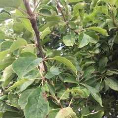 Malus domestica