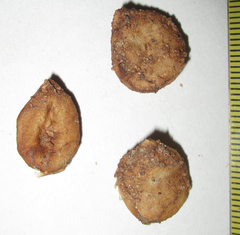 Strychnos cocculoides