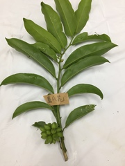 Artabotrys hexapetalus