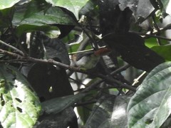 Erythrocercus mccallii