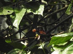 Erythrocercus mccallii