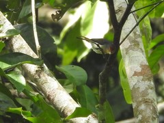 Erythrocercus mccallii