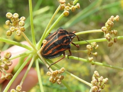 Graphosoma interruptum