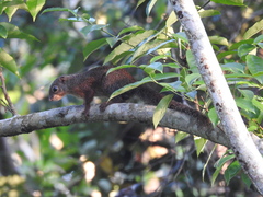 Heliosciurus rufobrachium