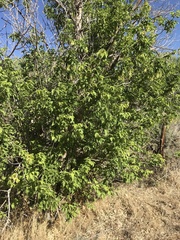 Acer negundo interius