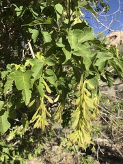 Acer negundo interius