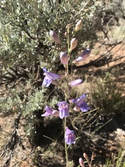 Penstemon comarrhenus