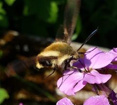 Hemaris aethra