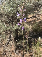 Penstemon comarrhenus