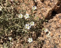 Stellaria dichotoma